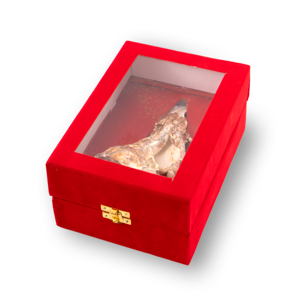 Shankh